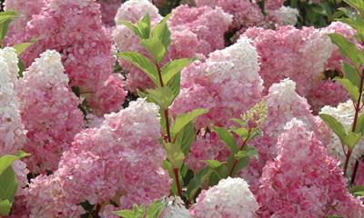 Hydrangea macrophyll